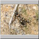 Beosus maritimus - Bodenwanze 01a Teverner Heide.jpg